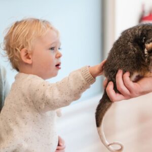 A woman holds a baby in her lap, the baby is reaching a hand out cuiously to a small possum held by a handler