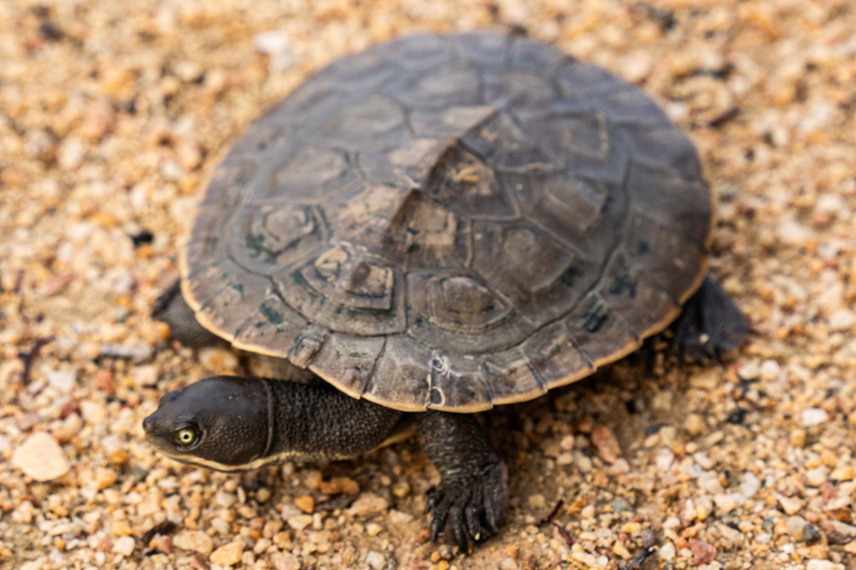 Wilburs Wildlife, Adelaide - turtle.