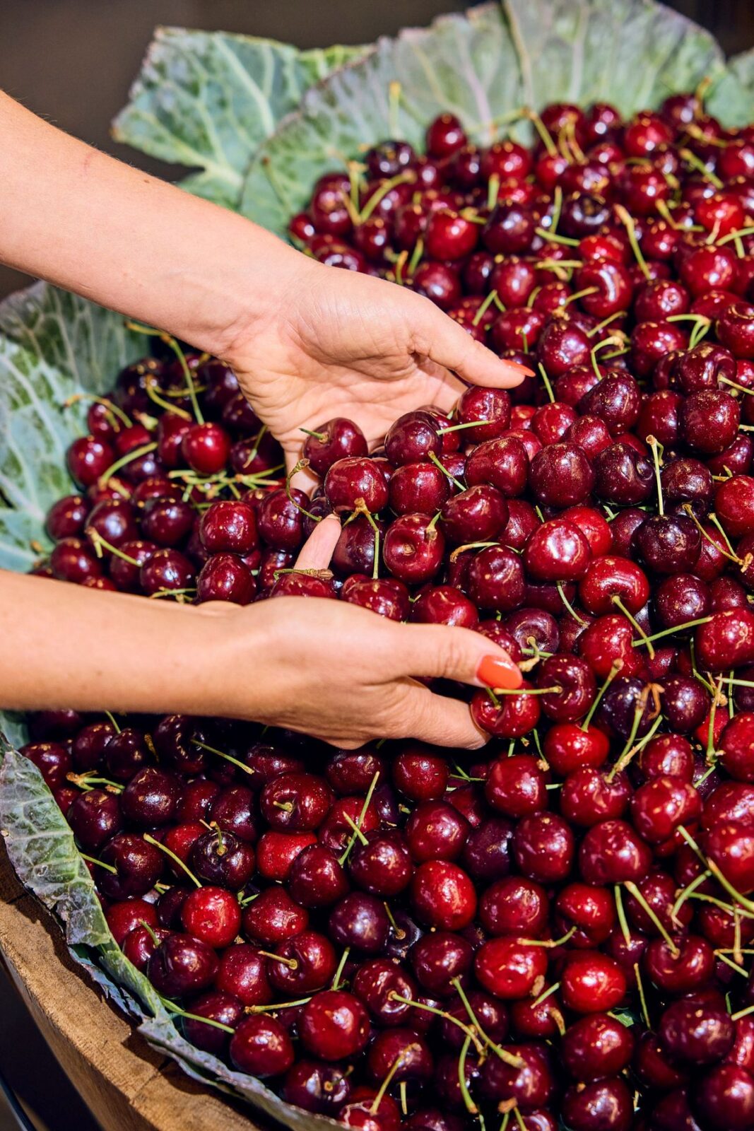 Hands touching cherries.