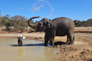 A man washes an elephant with water