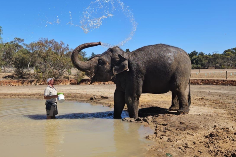 A man washes an elephant with water