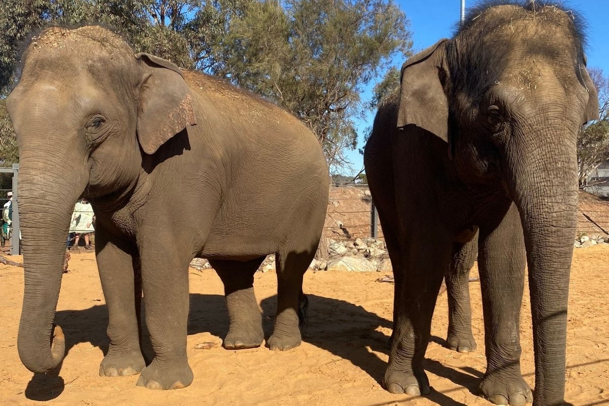 Two elephants standing side by side in their enclosure, showcasing their large size and gentle demeanor.
