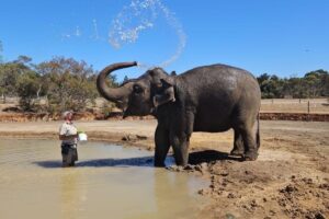 A man washes an elephant with water, creating a playful scene in a sunny outdoor setting.