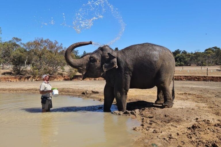 A man washes an elephant with water, creating a playful scene in a sunny outdoor setting.