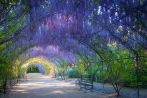 A scenic pathway in a park, bordered by vibrant purple flowers on either side.