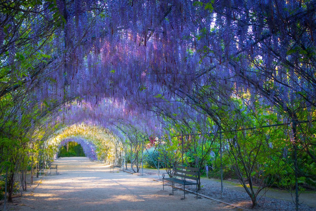 A scenic pathway in a park, bordered by vibrant purple flowers on either side.