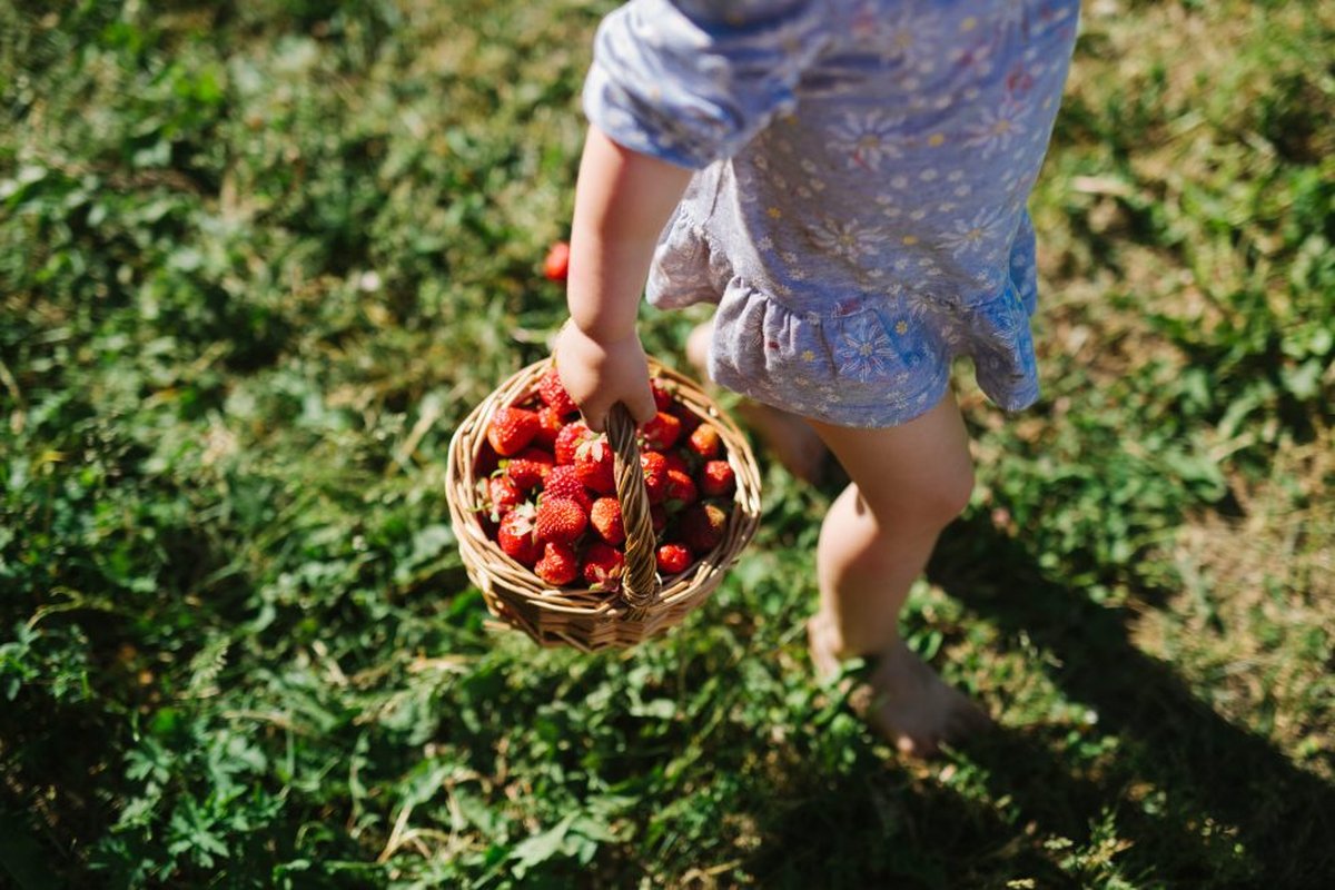 A child holding a basket of strawberries in a field.