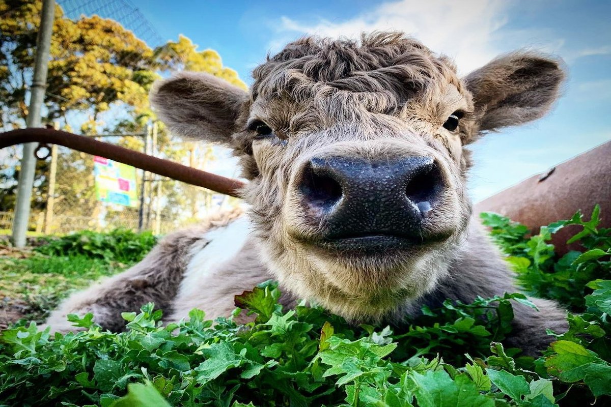 A fluffy cow with greenery and blue skies in the background.