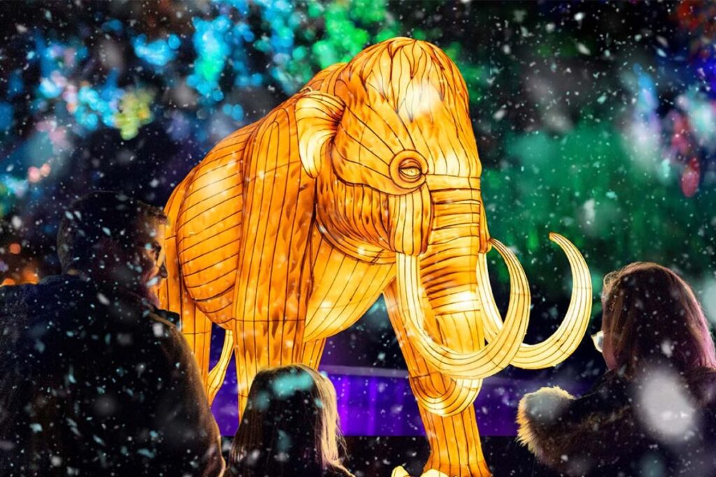 Illuminated woolly mammoth installation at Adelaide Zoo for Universal Kingdom Ice Age during Illuminate Adelaide