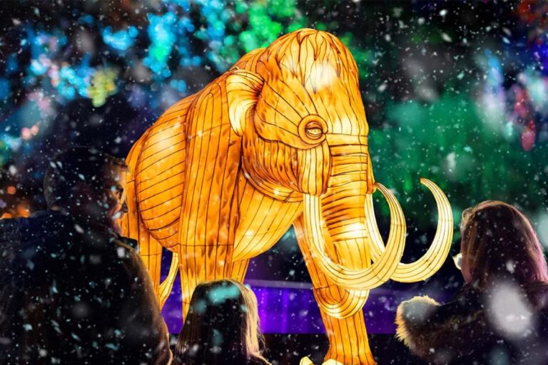 Illuminated woolly mammoth installation at Adelaide Zoo for Universal Kingdom Ice Age during Illuminate Adelaide