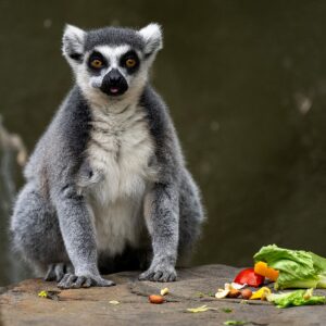Adelaide Zoo lemur