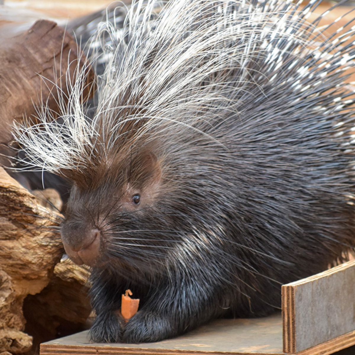 Monarto zoo Porcupine