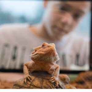 Wilburs Wildlife - bearded dragon.