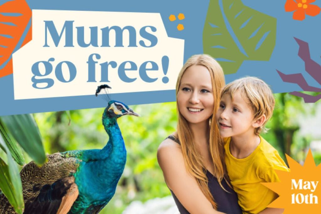 Poster for Adelaide Zoo. A mother and child get close up to a bright blue peacock in the zoo.