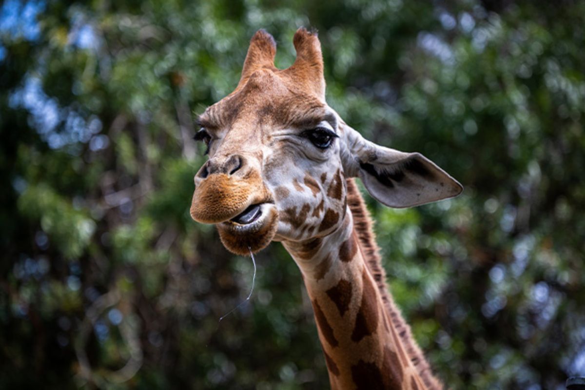 Close-up portrait of a giraffe at Adelaide Zoo, Adelaide