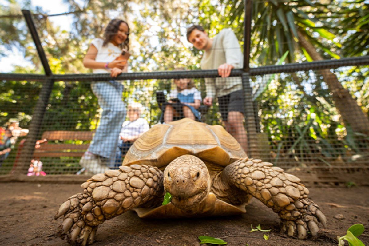 Children watching a large tortoise up close at Adelaide Zoo's Ancient Animals school holiday program