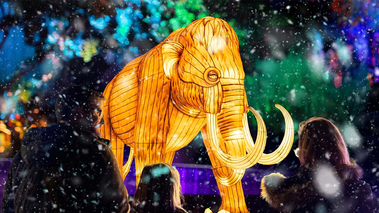 Illuminated woolly mammoth puppet at Adelaide Zoo Universal Kingdom Ice Age