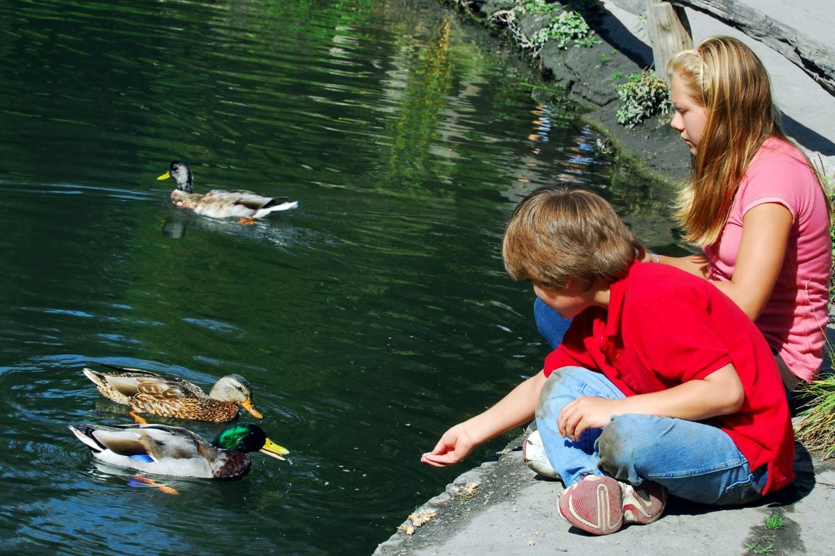 duck-feed