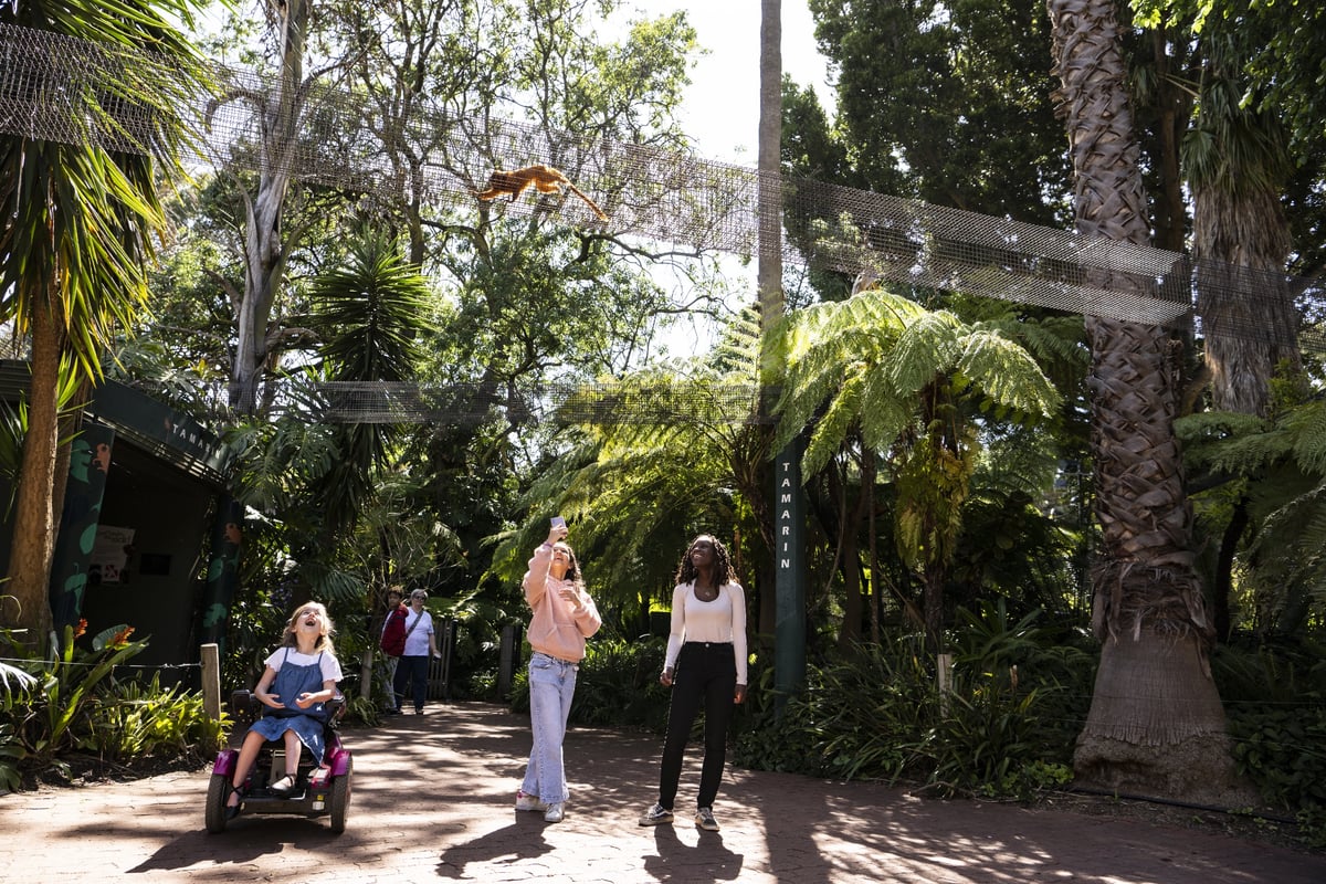 Giant Pandas Yi Lan and Xing Qiu at Adelaide Zoo