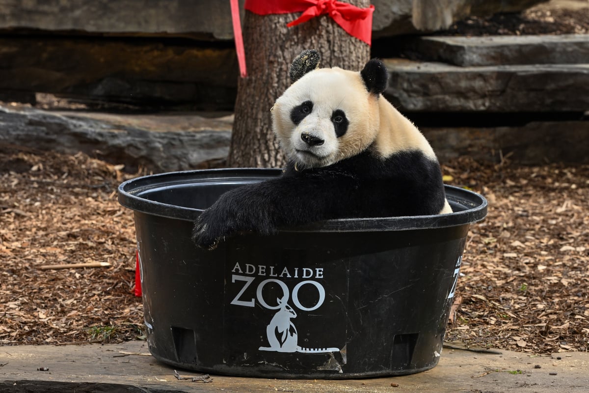 Children visiting Adelaide Zoo during the kids go free promotion