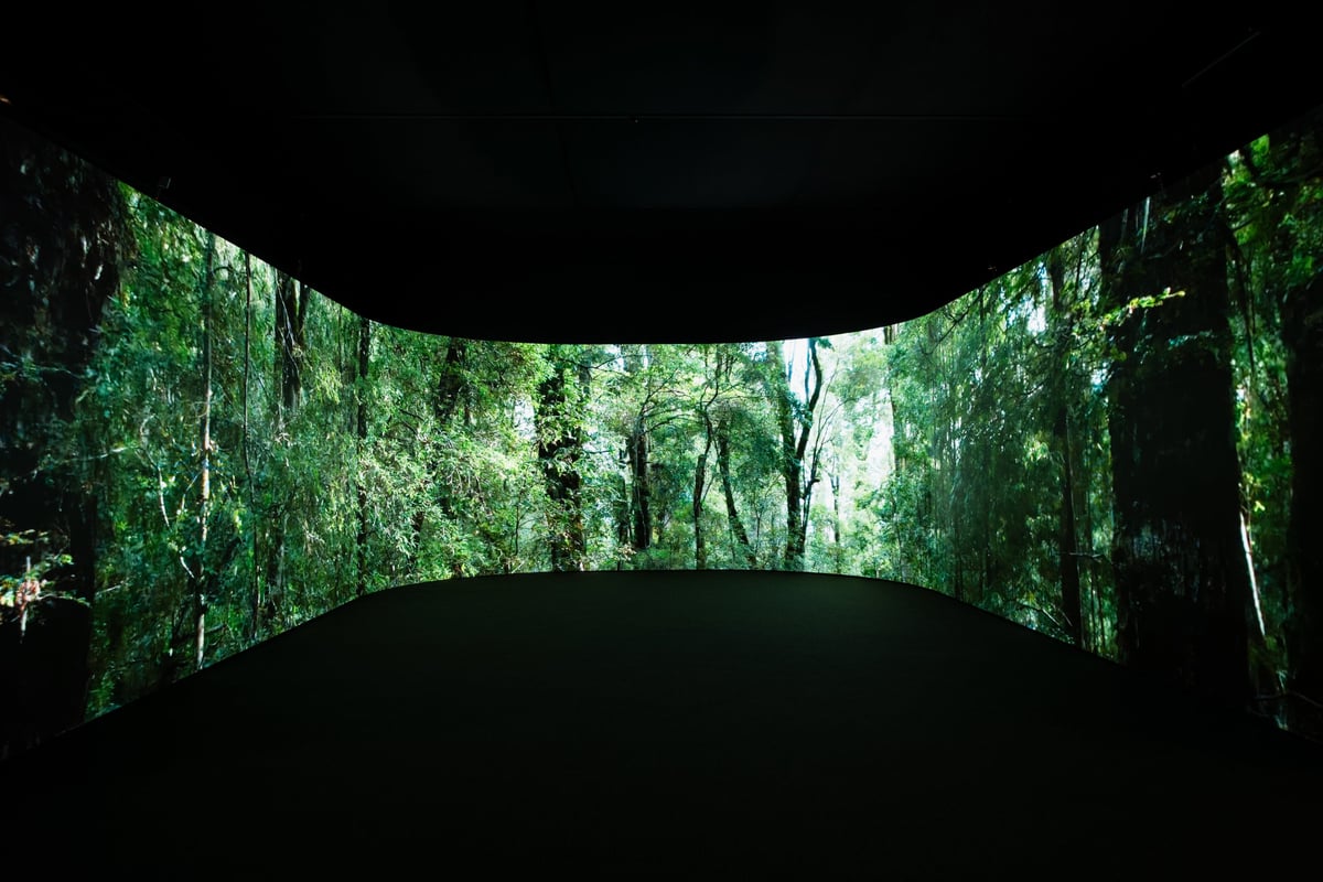 Forest_Immersive Experience_Art for Takayna_ILA and BBF_Credit Jack Timberlake