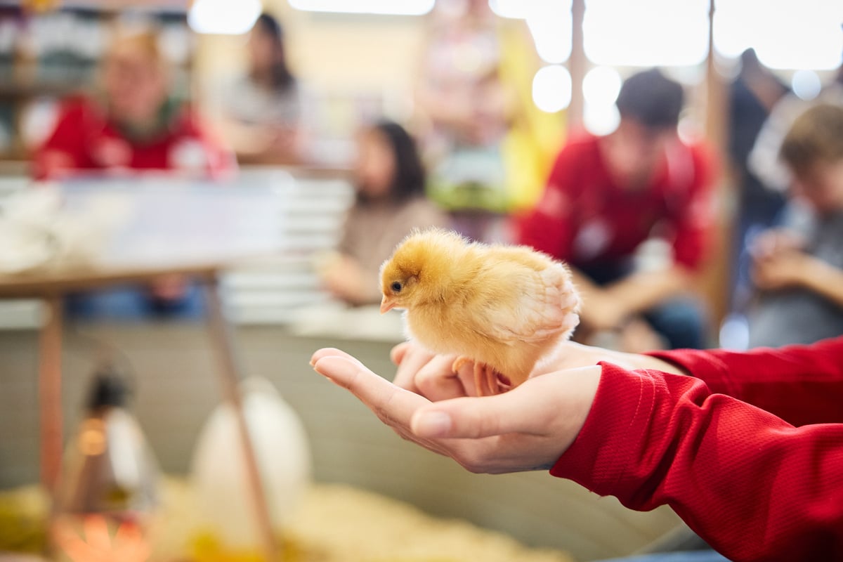 RAS_2025_Chicks2