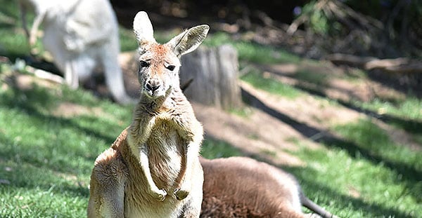 gorge-wildlife-park-australian-animals-south-australia-2