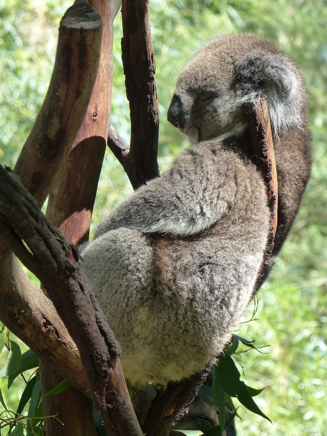 gorge-wildlife-park