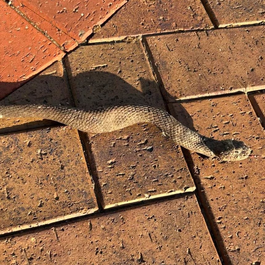 snaks-adelaide